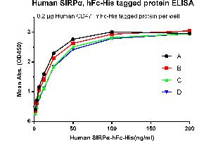 A: Human SIRPα, hFc-His tagged protein without freeze-thaw treatment.