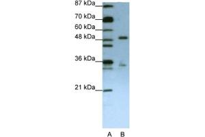 Western Blotting (WB) image for anti-UPF3 Regulator of Nonsense Transcripts Homolog B (UPF3B) antibody (ABIN2462297) (UPF3B anticorps)