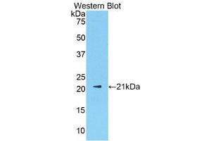 Western Blotting (WB) image for anti-Sex Hormone Binding Globulin (SHBG) (AA 219-358) antibody (ABIN1172838)