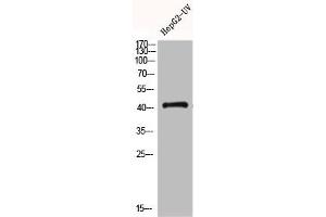 Western Blot analysis of HEPG2-UV cells using GPR120 Polyclonal Antibody (O3FAR1 anticorps  (Internal Region))