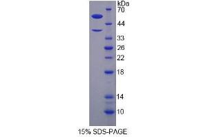 SDS-PAGE analysis of Human H2AFY Protein. (H2AFY Protéine)