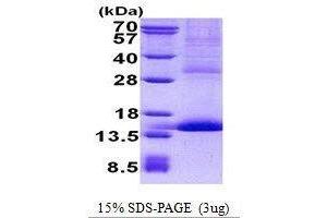 Figure annotation denotes ug of protein loaded and % gel used. (CD42a Protéine)