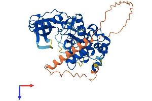 AlphaFold protein structure predicition of Mouse Recombinant Mylk4 Protein, UniprotID Q5SUV5