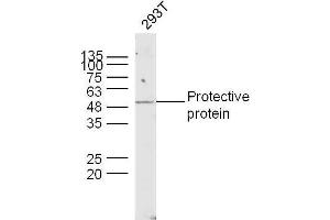 Human 293T lysates probed with Lysosomal Protective Protein Polyclonal Antibody, unconjugated  at 1:300 overnight at 4°C followed by a conjugated secondary antibody at 1:10000 for 90 minutes at 37°C. (CTSA anticorps  (AA 401-480))