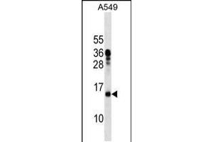 Western blot analysis in A549 cell line lysates (35ug/lane). (MRPL11 anticorps  (N-Term))