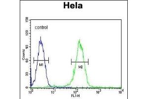 CCNH Antibody (C-term) (ABIN654894 and ABIN2844544) flow cytometric analysis of Hela cells (right histogram) compared to a negative control cell (left histogram). (Cyclin H anticorps  (C-Term))