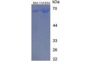 Image no. 3 for Cyclosporin A (CsA) peptide (BSA) (ABIN5665959) (Cyclosporin A (CsA) peptide (BSA))