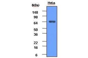 HeLa cell lysate (30 ug) was resolved by SDS-PAGE, transferred to PVDF membrane and probed with anti-human Hsp70 (1:1,000). (HSP70 anticorps  (AA 1-641))
