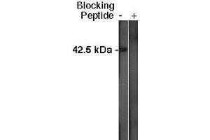 Western blot analysis using Sphingosine Kinase 1 antibody at a dilution of 1:400 on MDBK cell lysate  at 1:75,000. (SPHK1 anticorps  (C-Term))