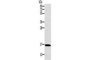 Western Blotting (WB) image for anti-Synuclein, gamma (Breast Cancer-Specific Protein 1) (SNCG) antibody (ABIN2421056) (SNCG anticorps)