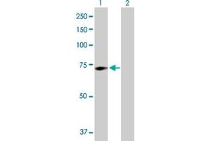 Western Blot analysis of GALC expression in transfected 293T cell line by GALC MaxPab polyclonal antibody. (GALC anticorps  (AA 1-669))