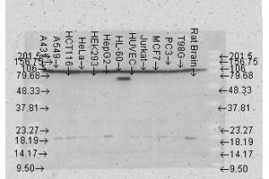 Western Blot analysis of Human Cell lysates showing detection of Hsp90 beta protein using Mouse Anti-Hsp90 beta Monoclonal Antibody, Clone K3701 (ABIN361719 and ABIN361720).