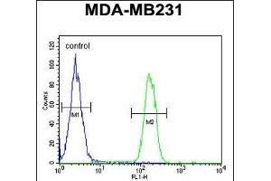 ARG1 Antibody (C-term) (ABIN652925 and ABIN2842593) flow cytometric analysis of MDA-M cells (right histogram) compared to a negative control cell (left histogram). (Liver Arginase anticorps  (C-Term))
