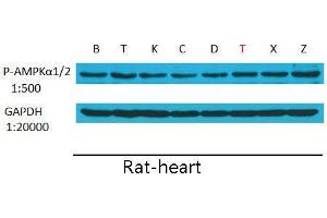 Western Blot (WB) analysis: Please contact us for more details. (GAPDH anticorps)