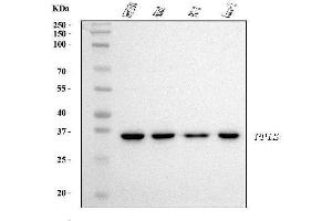 Western blot analysis of Cyclophilin E/PPIE using anti-Cyclophilin E/PPIE antibody (ABIN7599243). (PPIE anticorps  (AA 1-301))
