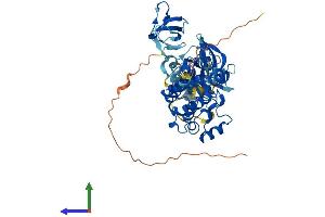 AlphaFold protein structure predicition of Mouse Recombinant Matk Protein, UniprotID P41242