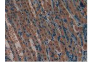 IHC-P analysis of Mouse Stomach Tissue, with DAB staining. (LIFR anticorps  (AA 381-485))