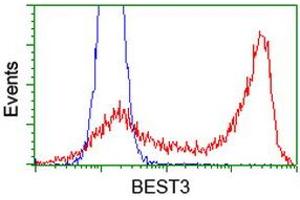 HEK293T cells transfected with either RC218436 overexpress plasmid (Red) or empty vector control plasmid (Blue) were immunostained by anti-BEST3 antibody (ABIN2453917), and then analyzed by flow cytometry. (Bestrophin 3 anticorps)