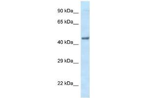 Western Blot showing EIF3F antibody used at a concentration of 1 ug/ml against Fetal Heart Lysate (EIF3F anticorps  (C-Term))