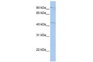 LOC645015 antibody used at 1 ug/ml to detect target protein. (LOC645015 (Middle Region) anticorps)
