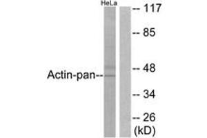 Western blot analysis of extracts from HeLa cells, using Actin-pan Antibody. (Actin anticorps  (AA 326-375))