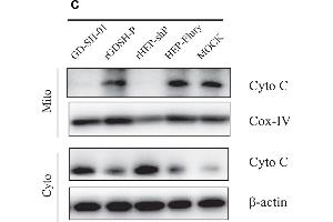 Analysis of activation of the intrinsic apoptotic pathway.