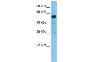 WB Suggested Anti-TACR3 AntibodyTitration: 1.