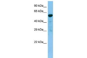 WB Suggested Anti-TACR3 AntibodyTitration: 1. (TACR3 anticorps  (C-Term))