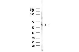 anti-G Protein-Coupled Receptor 108 (GPR108) (C-Term) antibody