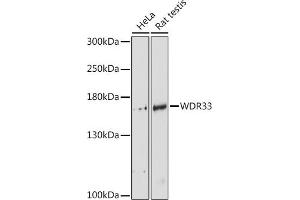Western blot analysis of extracts of various cell lines, using WDR33 antibody (ABIN6128921, ABIN6150188, ABIN6150190 and ABIN6218494) at 1:3000 dilution. (WDR33 anticorps  (AA 1-208))