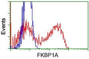 Image no. 4 for anti-FK506 Binding Protein 1A, 12kDa (FKBP1A) antibody (ABIN1498275) (FKBP1A anticorps)