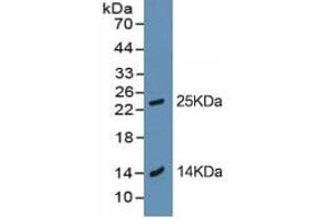 Trypsin ELISA Kit
