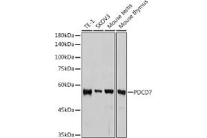 Western blot analysis of extracts of various cell lines, using PDCD7 antibody (ABIN3022039, ABIN3022040, ABIN3022041, ABIN1513274 and ABIN1514421) at 1:1000 dilution. (PDCD7 anticorps)