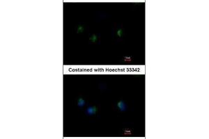 ICC/IF Image Immunofluorescence analysis of methanol-fixed A549, using MST4, antibody at 1:500 dilution. (STK26/MST4 anticorps  (C-Term))