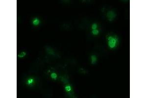 Immunofluorescence (IF) image for anti-Zinc Finger, Imprinted 2 (ZIM2) (AA 1-150), (AA 428-527) antibody (ABIN1490588) (ZIM2 anticorps  (AA 1-150, AA 428-527))