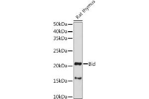 Western blot analysis of extracts of Rat thymus, using Bid antibody (ABIN3020687, ABIN3020688, ABIN3020689, ABIN1512634 and ABIN6213669) at 1:1000 dilution. (BID anticorps  (AA 1-130))