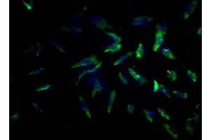 Immunofluorescence staining of U251 cells with ABIN7164680 at 1:100, counter-stained with DAPI. (PDCD1LG2 anticorps  (AA 21-118))