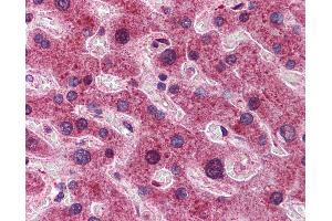 Anti-DYNLL1 antibody IHC of human liver.