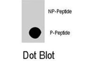Dot blot analysis of AKT3 (phospho S472) polyclonal antibody  on nitrocellulose membrane. (AKT3 anticorps  (pSer472))