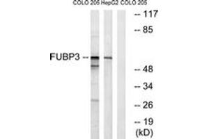 Western blot analysis of extracts from COLO/HepG2 cells, using FUBP3 Antibody. (FUBP3 anticorps  (AA 201-250))