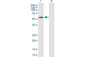 Western Blot analysis of CYP2E1 expression in transfected 293T cell line by CYP2E1 MaxPab polyclonal antibody. (CYP2E1 anticorps  (AA 1-493))
