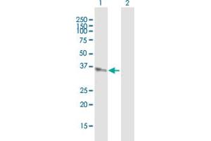 Western Blot analysis of AKR1C4 expression in transfected 293T cell line by AKR1C4 MaxPab polyclonal antibody.
