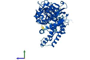 AlphaFold protein structure predicition of Human Recombinant CYP2F1 Protein, UniprotID P24903