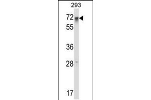 Western blot analysis in 293 cell line lysates (35ug/lane). (RFX5 anticorps  (AA 237-266))