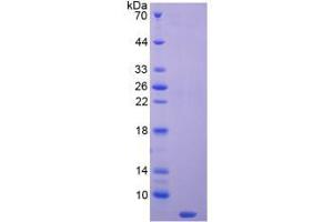 SDS-PAGE analysis of Mouse Thymosin beta 4 Protein. (TMSB4X Protéine)