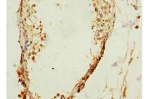 Immunohistochemistry of paraffin-embedded human testis tissue using ABIN7167094 at dilution of 1:100 (RanBP3 anticorps  (AA 1-250))