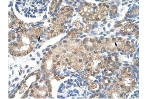 CHRNB2 antibody was used for immunohistochemistry at a concentration of 4-8 ug/ml to stain Epithelial cells of renal tubule (arrows) in Human Kidney. (CHRNB2 anticorps)