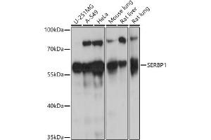 Western blot analysis of extracts of various cell lines, using SERBP1 antibody (ABIN7270252) at 1:1000 dilution. (SERBP1 anticorps  (AA 1-114))