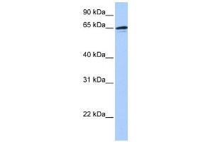 ZNF417 antibody used at 0. (ZNF417 anticorps  (N-Term))