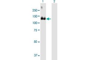 Western Blot analysis of MCF2 expression in transfected 293T cell line by MCF2 MaxPab polyclonal antibody. (MCF2 anticorps  (AA 1-985))